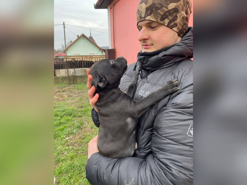 Lemi, sucht liebevolle Familie