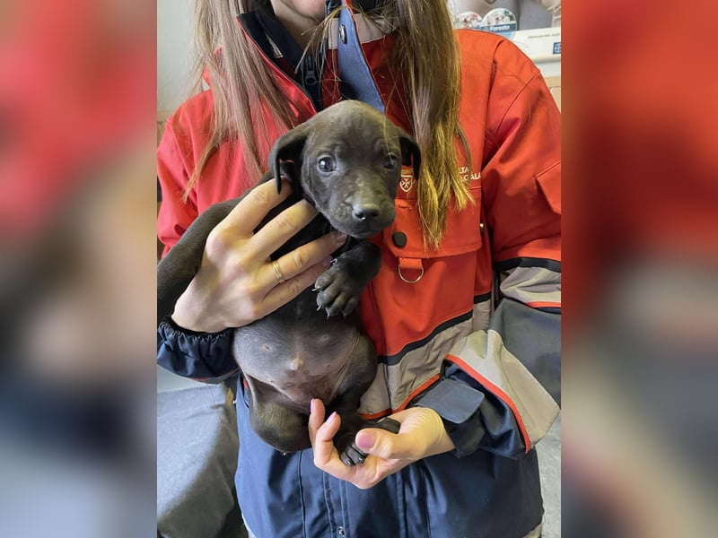 Lilom, süße Maus möchte das Hunde 1x1 lernen