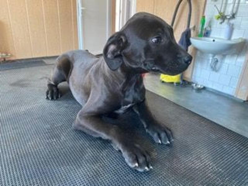 Lali, zauberhaft süß und verspielt