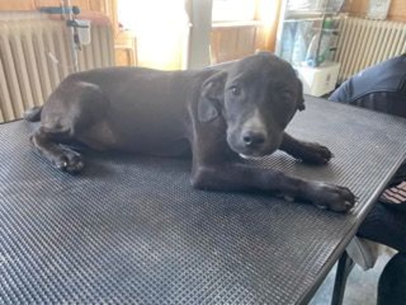 Louis, kleiner Welpe sucht…..