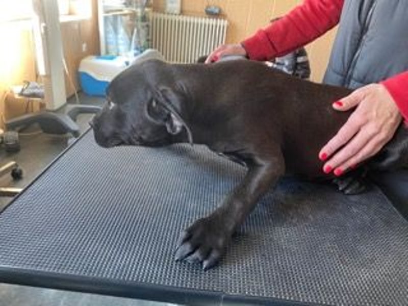 Loci sucht liebevolles Zuhause