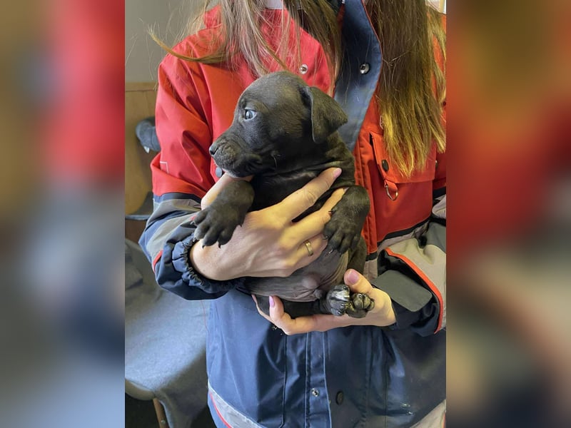 Lemi, sucht liebevolle Familie