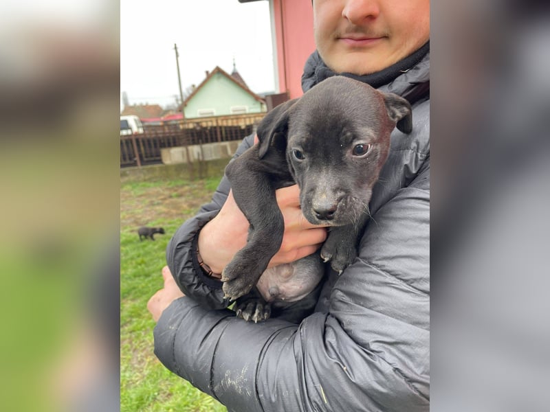 Lemi, sucht liebevolle Familie