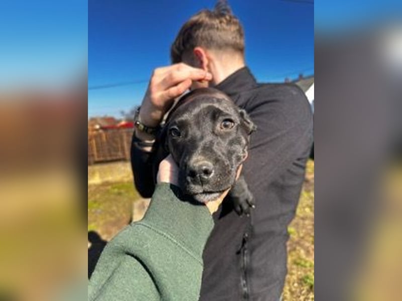 Lemi, sucht liebevolle Familie