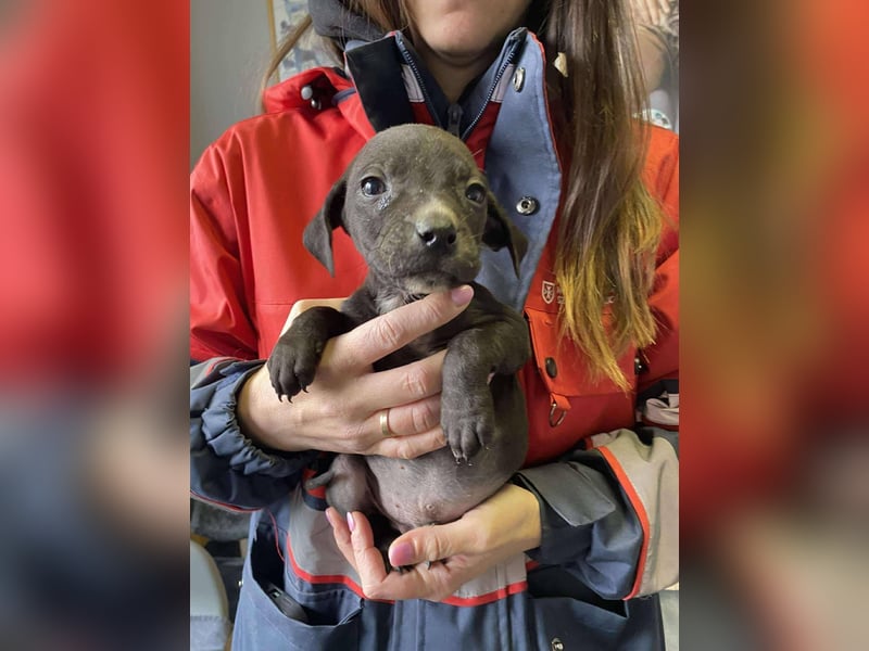 Louis, kleiner Welpe sucht…..