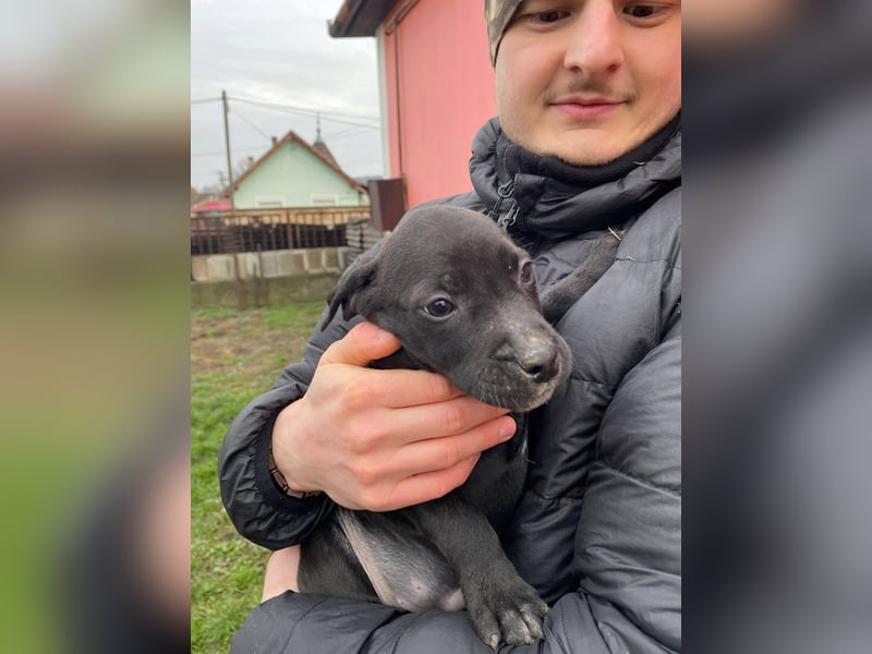 Lemi, sucht liebevolle Familie