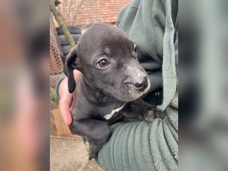 Lucas freut sich auf ein schönes Plätzchen