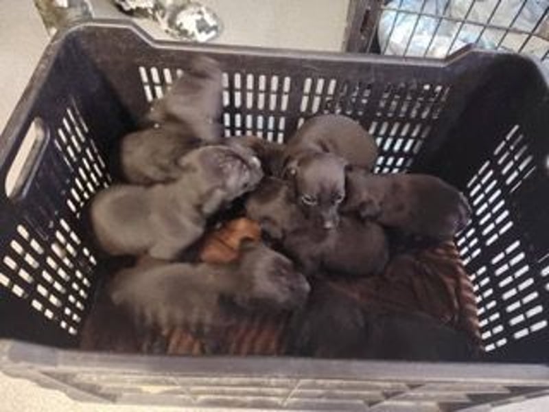 Lia, liebevolle Vizsla Mama sucht Traumzuhause