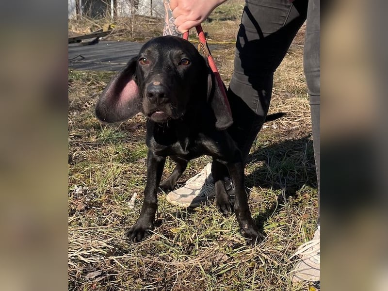 Borsod, Energiebündel sucht aktive Mensch