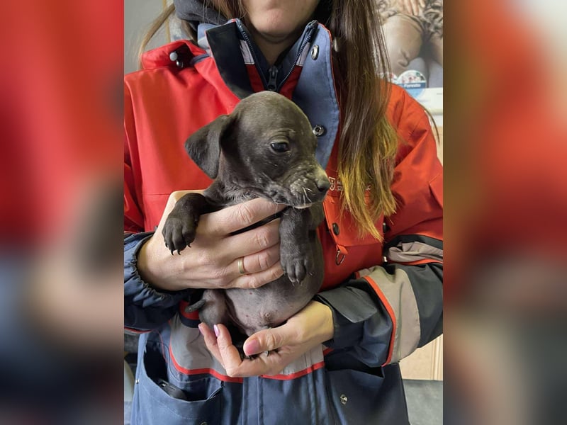 Louis, kleiner Welpe sucht…..