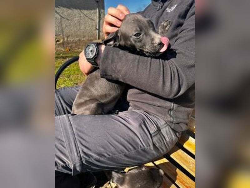 Louis, kleiner Welpe sucht…..