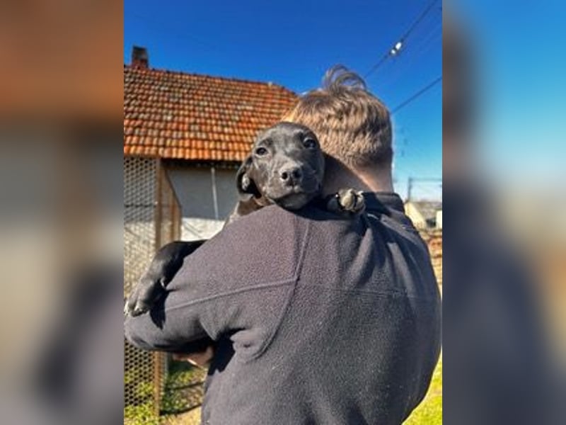 Lemi, sucht liebevolle Familie