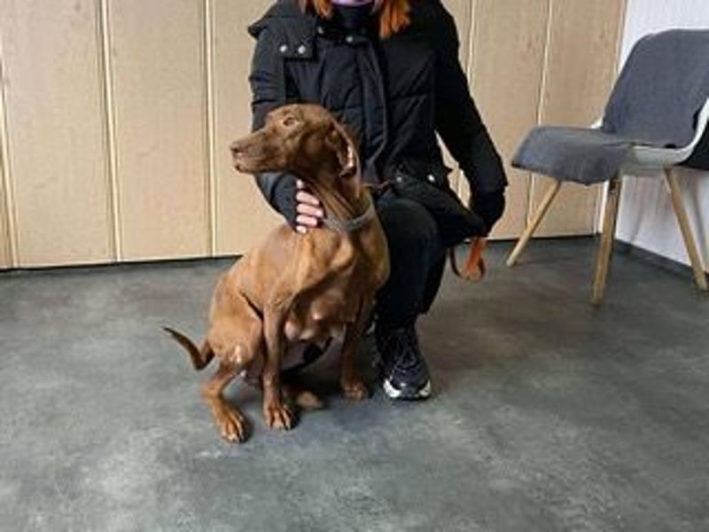 Lia, liebevolle Vizsla Mama sucht Traumzuhause