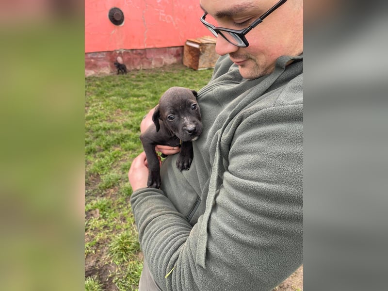 Lola, verspielt und voller Energie