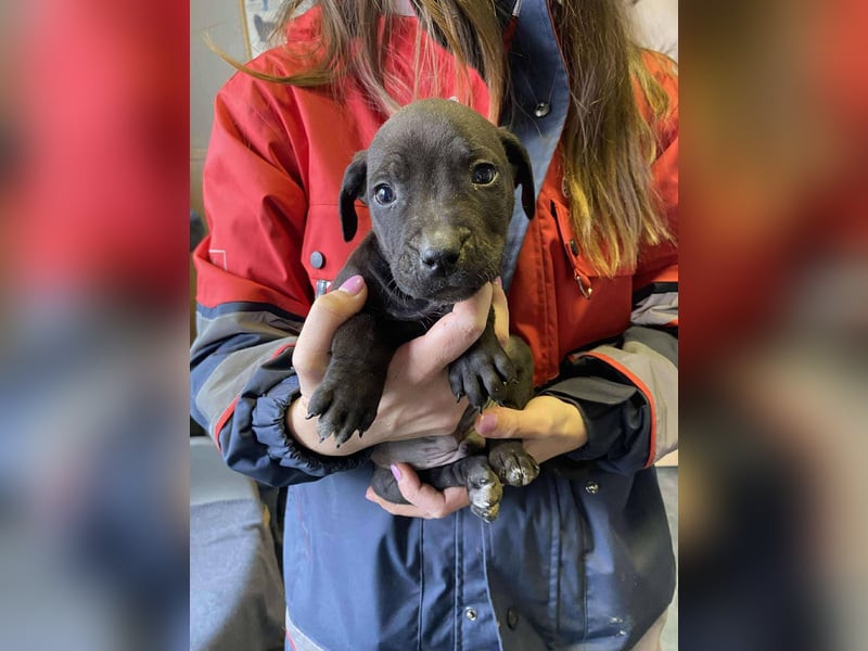 Lemi, sucht liebevolle Familie