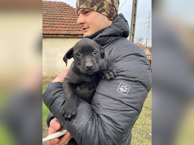 Lilom, süße Maus möchte das Hunde 1x1 lernen