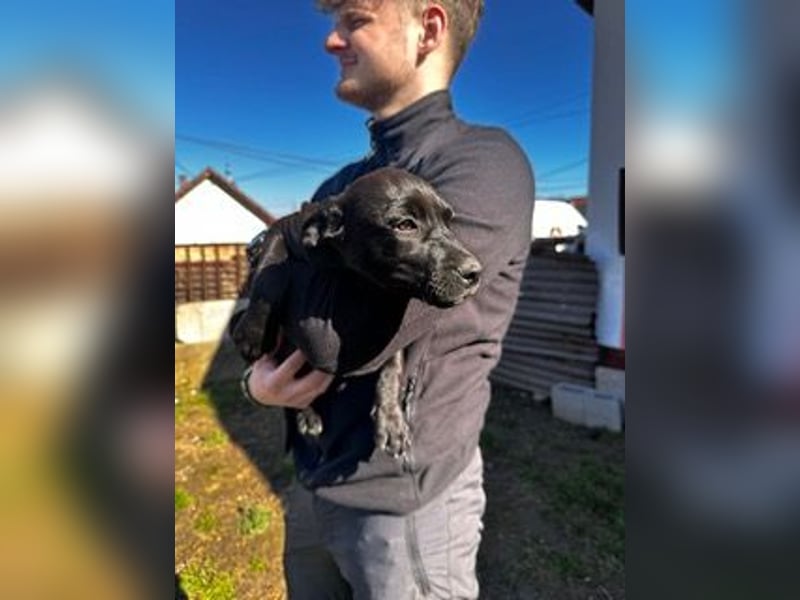 Lilom, süße Maus möchte das Hunde 1x1 lernen