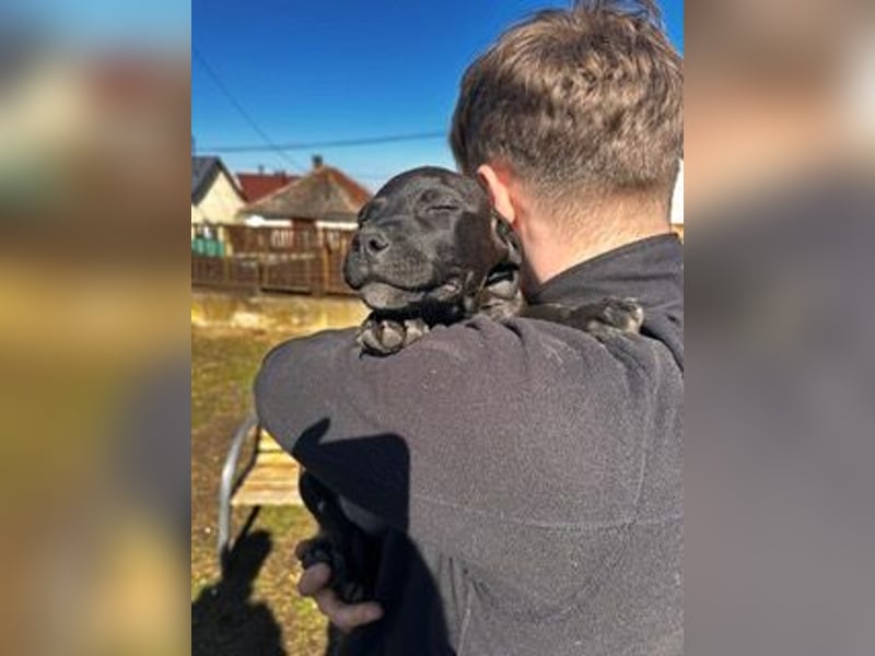 Lola, verspielt und voller Energie