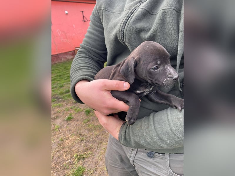 Lipot, einer von vielen Geschwisterchen