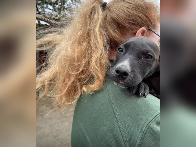 Louis, kleiner Welpe sucht…..