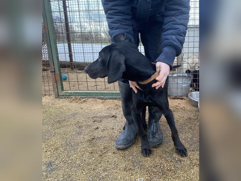 Borsod, Energiebündel sucht aktive Mensch