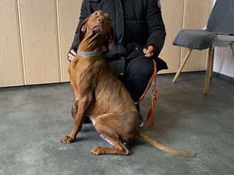 Lia, liebevolle Vizsla Mama sucht Traumzuhause