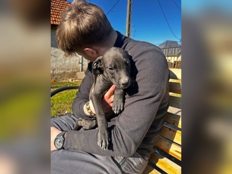 Louis, kleiner Welpe sucht…..