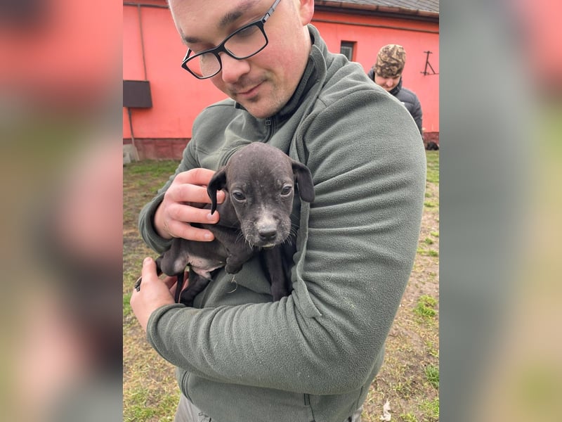 Louis, kleiner Welpe sucht…..