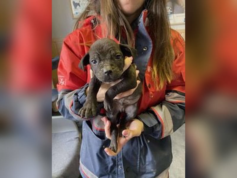 Loci sucht liebevolles Zuhause