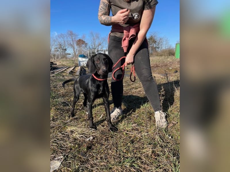 Borsod, Energiebündel sucht aktive Mensch