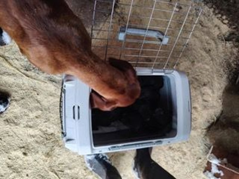 Lia, liebevolle Vizsla Mama sucht Traumzuhause