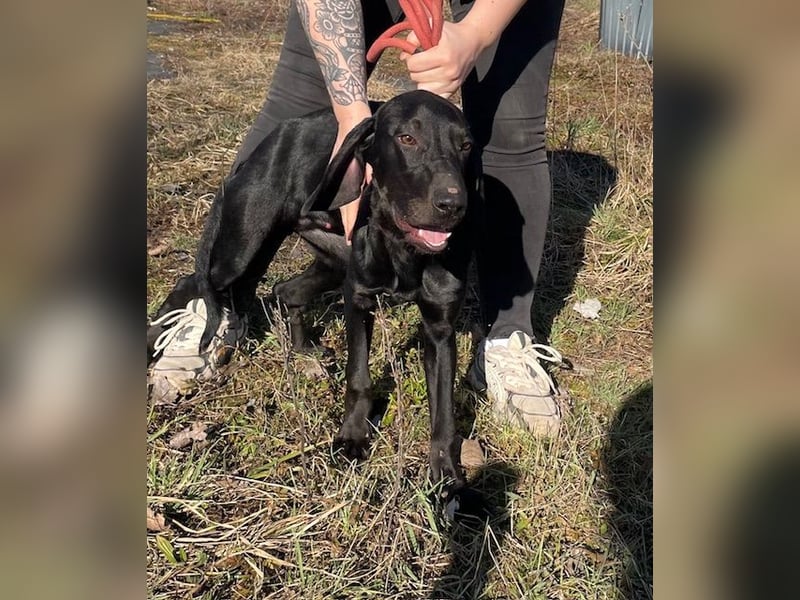 Borsod, Energiebündel sucht aktive Mensch