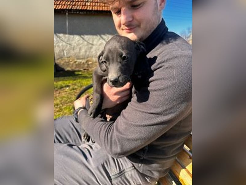 Louis, kleiner Welpe sucht…..