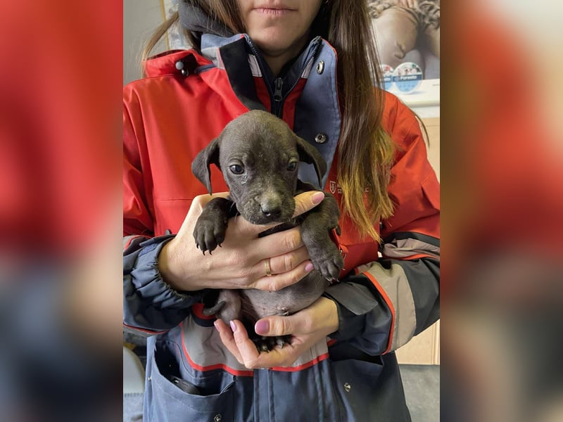 Louis, kleiner Welpe sucht…..