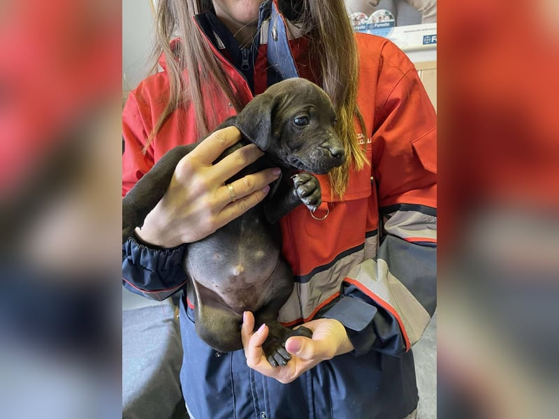 Lilom, süße Maus möchte das Hunde 1x1 lernen