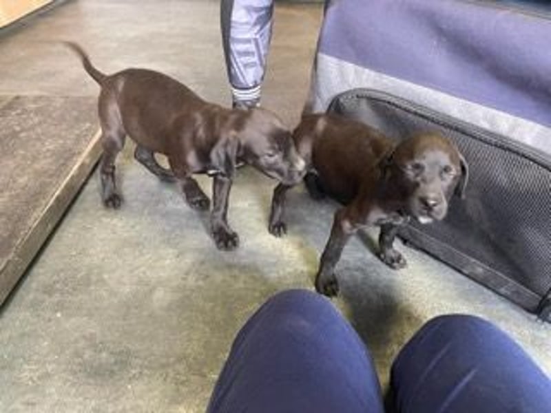 Lola, verspielt und voller Energie