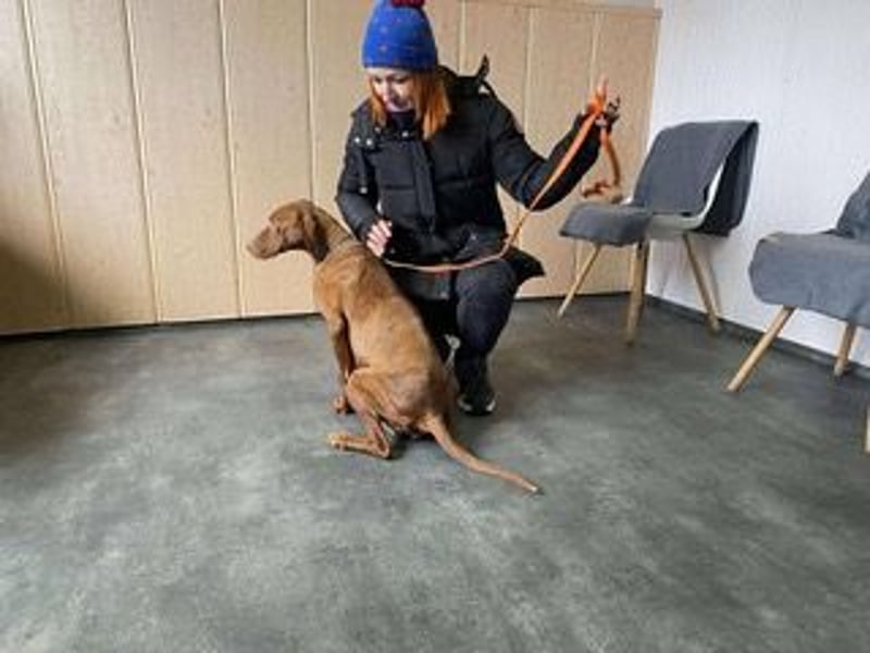 Lia, liebevolle Vizsla Mama sucht Traumzuhause