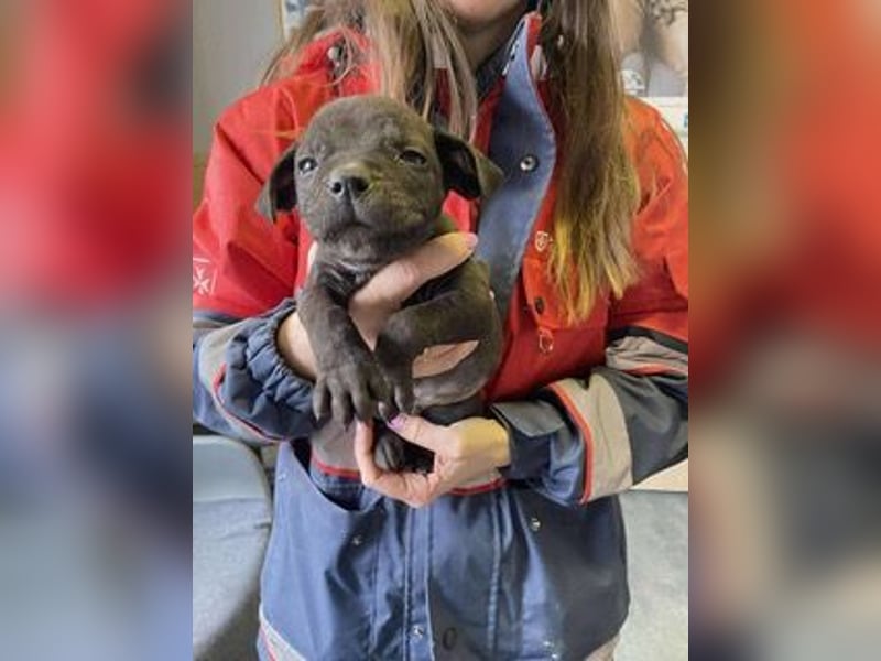 Loci sucht liebevolles Zuhause