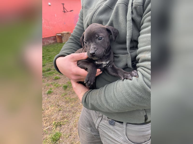 Lipot, einer von vielen Geschwisterchen