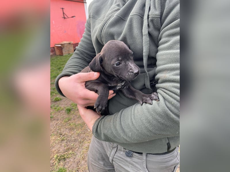 Lipot, einer von vielen Geschwisterchen