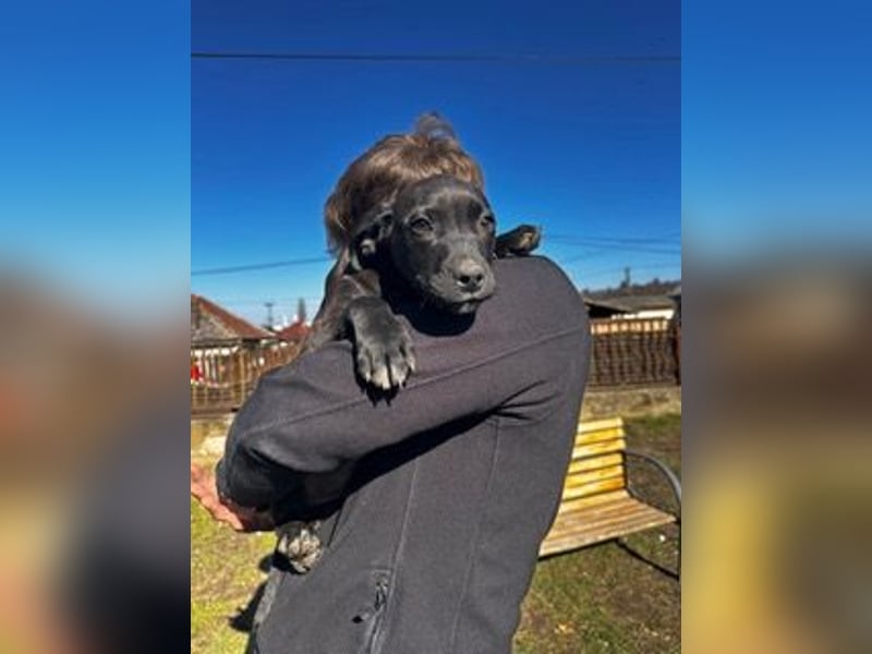 Lemi, sucht liebevolle Familie