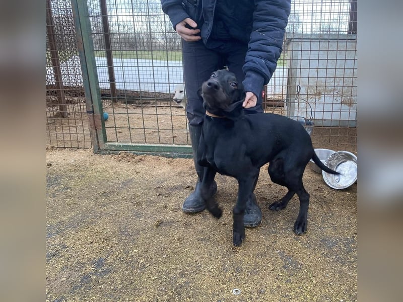 Borsod, Energiebündel sucht aktive Mensch