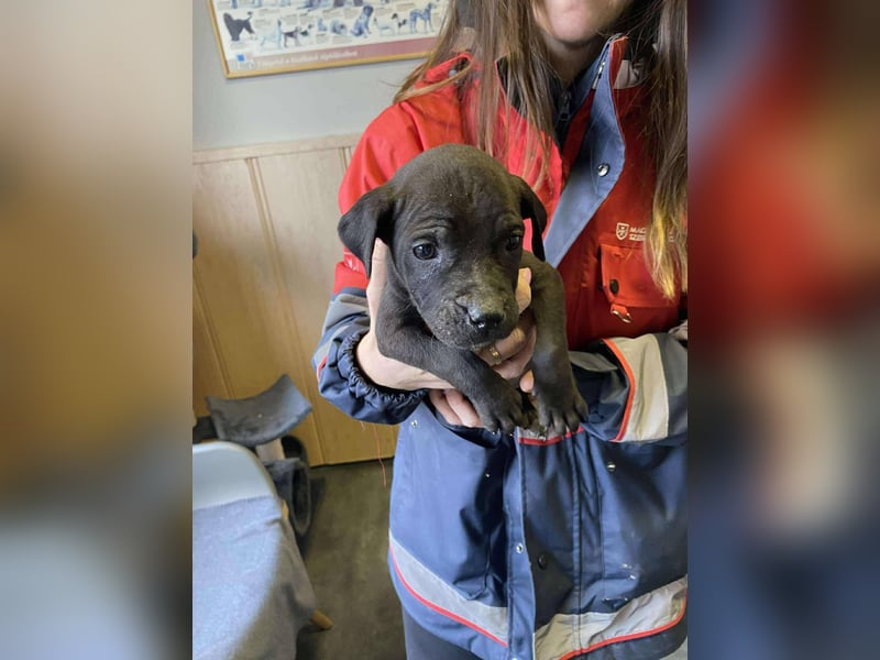 Lola, verspielt und voller Energie