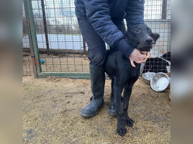 Borsod, Energiebündel sucht aktive Mensch