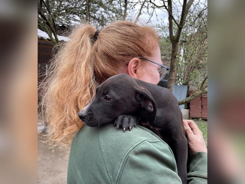 Louis, kleiner Welpe sucht…..