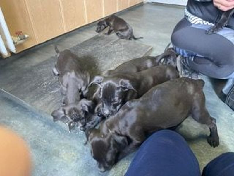 Lipot, einer von vielen Geschwisterchen