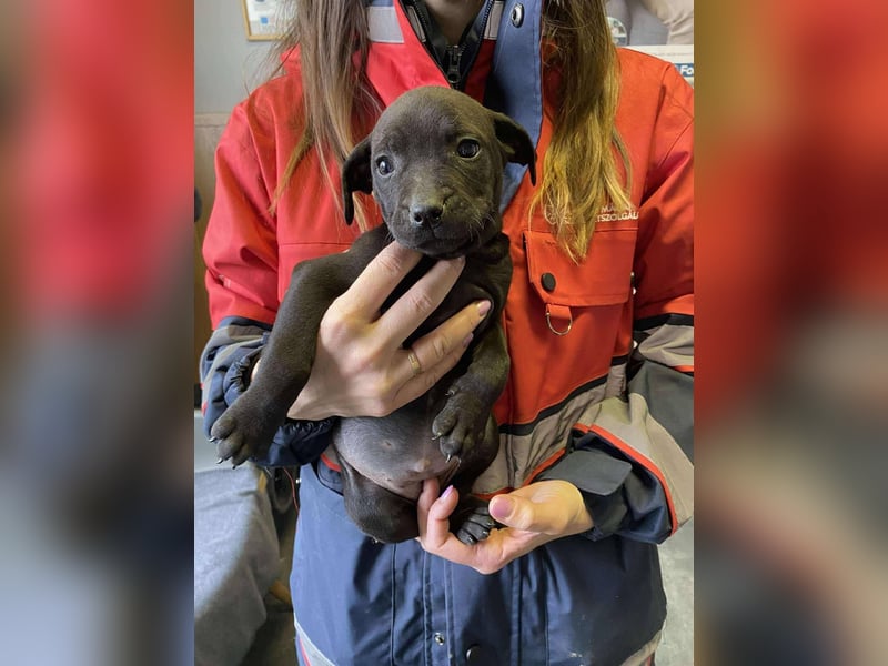 Lilom, süße Maus möchte das Hunde 1x1 lernen