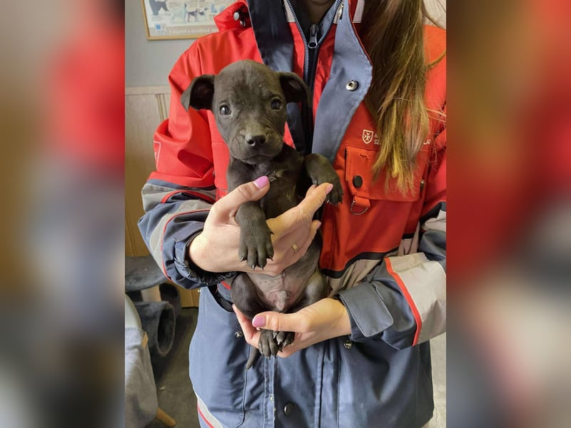 Lali, zauberhaft süß und verspielt