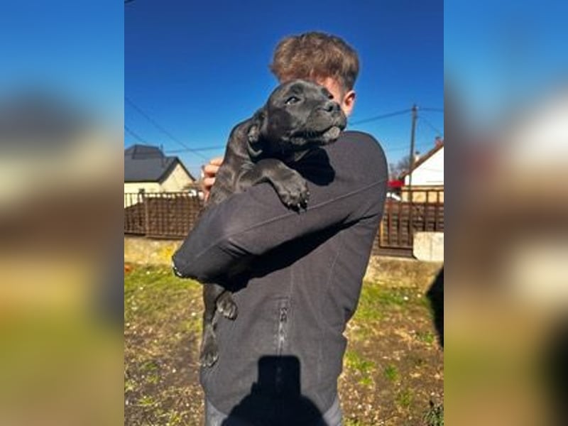 Loci sucht liebevolles Zuhause