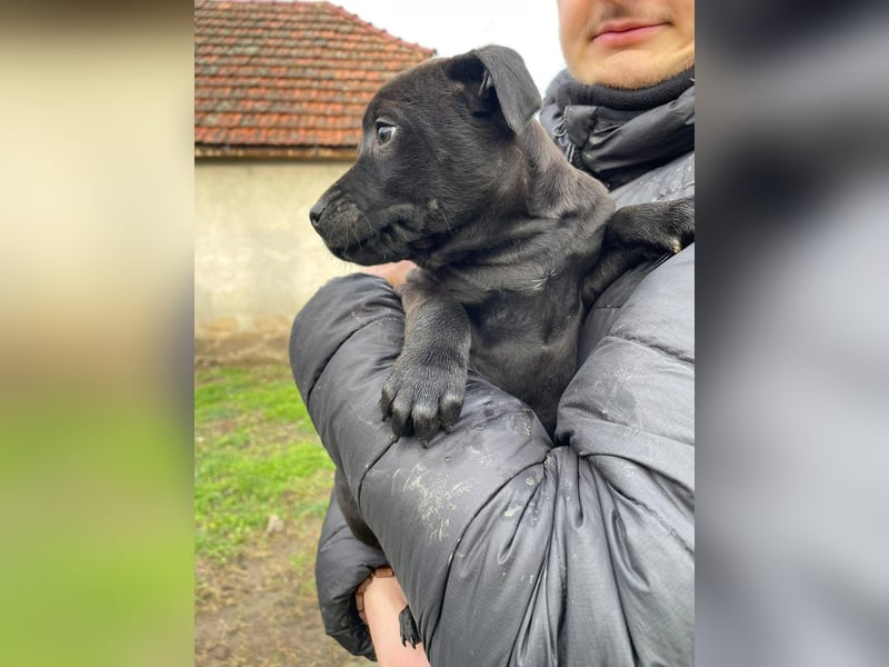 Lilom, süße Maus möchte das Hunde 1x1 lernen